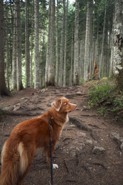 Der Hund Steht Wald Zwischen Den Bäumen Nova Scotia Entenmaut — Stockfoto
