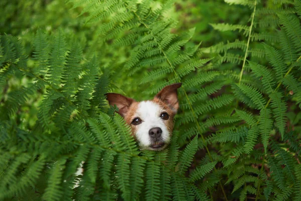 Dog in the forest. Funny Jack Russell Terrier peeking out from behind a fern, walking with pet in nature