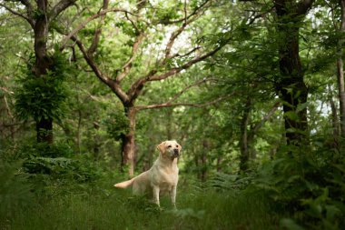 Ormandaki yavru bir labrador av köpeğinin portresi. Köpek yeşilliğin arka planında duruyor. Doğada hayvan gezisi