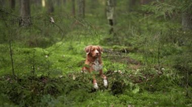 Ormandaki ağaçların arasındaki köpek. Doğadaki Nova Scotia ördek avcıları. Hayvan gezisi 