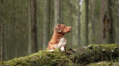 Ormandaki ağaçların arasındaki köpek. Doğadaki Nova Scotia ördek avcıları. Hayvan gezisi 