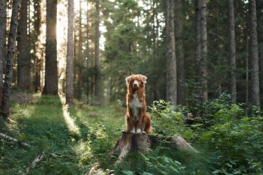 Ormandaki ağaçların arasındaki köpek. Doğadaki Nova Scotia ördek avcıları. Hayvan gezisi 
