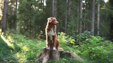 Ormandaki ağaçların arasındaki köpek. Doğadaki Nova Scotia ördek avcıları. Hayvan gezisi 
