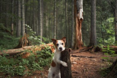 Ormandaki köpek. Komik Jack Russell Terrier, doğada evcil bir hayvanla yürüyor. 