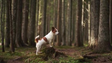 Ormandaki köpek. Komik Jack Russell Terrier, doğada evcil bir hayvanla yürüyor. 