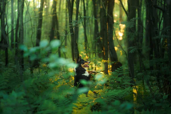 在森林里的狗 边角科利后腿站立 美丽的大自然宠物狗 — 图库照片