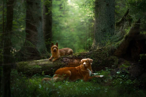 Deux Chiens Rouges Dans Forêt Petits Grands Australian Terrier Nova — Photo