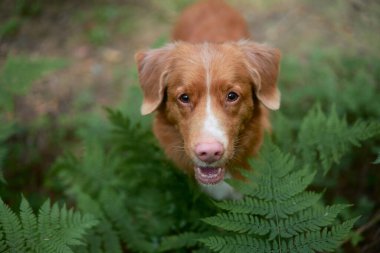 Köpek eğrelti otunun arkasından dışarı bakıyor. Nova Scotia ördeği yeşil ormanda av köpeği çalıyor.. 