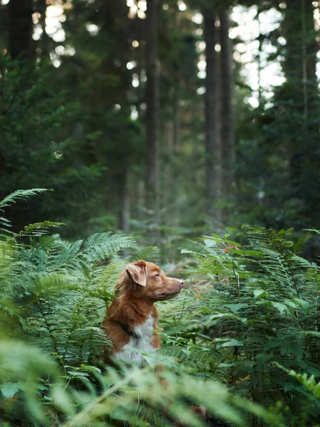 Собака Лесу Новая Шотландия Утка Звонит Ретривер Подглядывая Папоротника Гуляя — стоковое фото