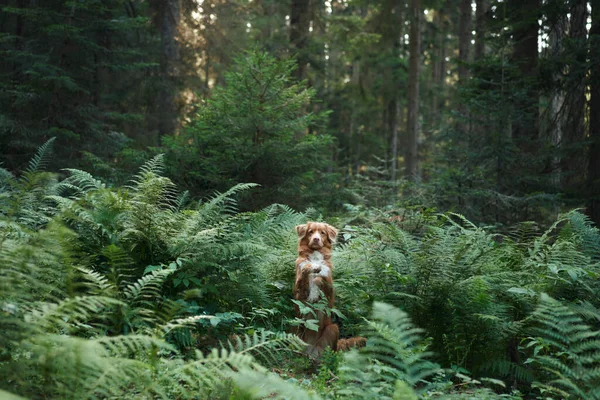 Hund Wald Nova Scotia Entenmaul Retriever Guckt Hinter Einem Farn — Stockfoto