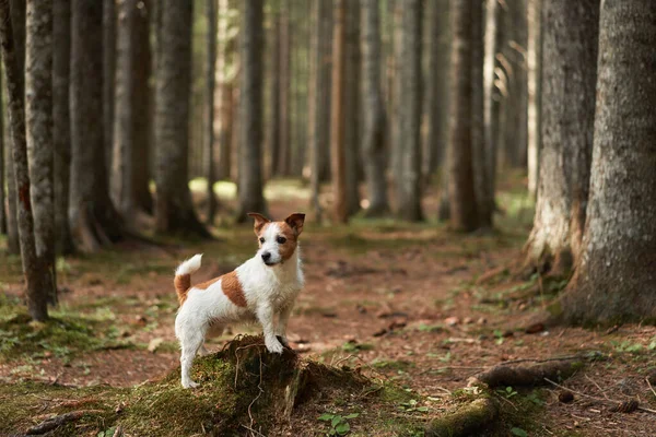 Dog in the forest. Funny Jack Russell Terrier, walking with pet in nature