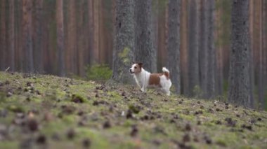 Ormandaki köpek külahları kovalar. Komik Jack Russell Terrier doğada oynuyor.