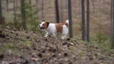 Ormandaki köpek külahları kovalar. Komik Jack Russell Terrier doğada oynuyor.