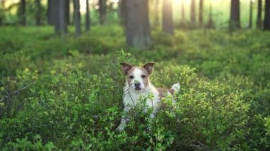 Yabanmersini çalılıklarında, ormanda bir köpek. Komik Jack Russell Terrier, doğada evcil bir hayvanla yürüyor. 