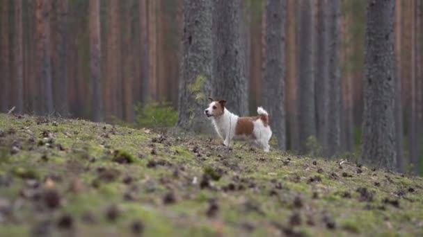 Perro Bosque Corre Tras Los Conos Funny Jack Russell Terrier — Vídeos de Stock