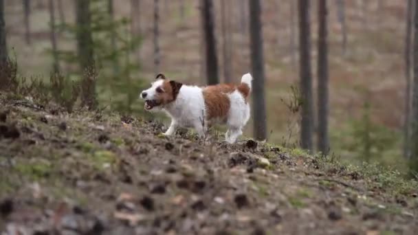 Cane Nella Foresta Corre Dietro Coni Divertente Jack Russell Terrier — Video Stock