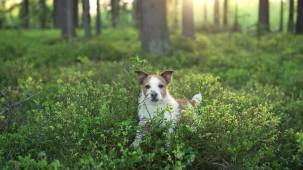 Σκύλος Στο Δάσος Θάμνους Βατόμουρο Αστείος Jack Russell Terrier Περπάτημα — Αρχείο Βίντεο