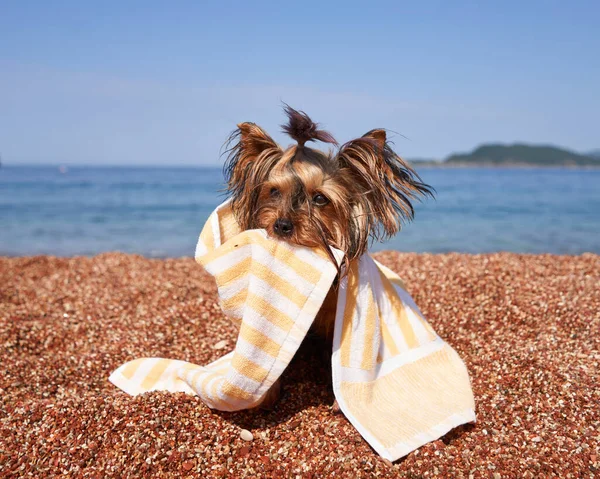 dog on the beach holding a towel between his teeth. Yorkshire terrier at the turquoise sea. Pet by the sea