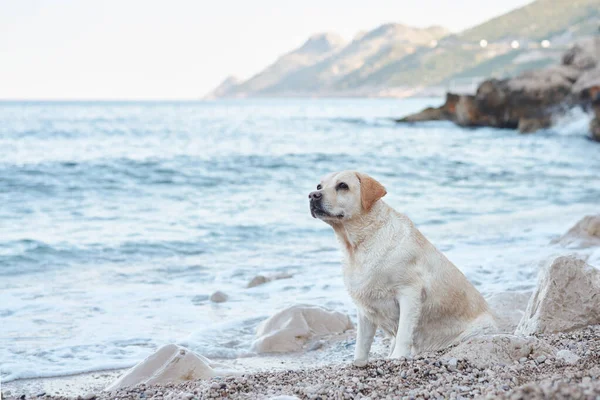 Perro Está Parado Junto Mar Fawn Labrador Retriever Naturaleza Viajar — Foto de Stock