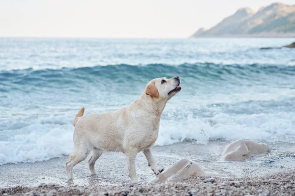 Perro Está Parado Junto Mar Fawn Labrador Retriever Naturaleza Viajar — Foto de Stock