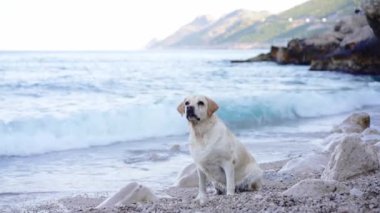 Köpek denizin kıyısında duruyor. Doğada Fawn Labrador Retriever. Bir evcil hayvanla seyahat ve tatil.