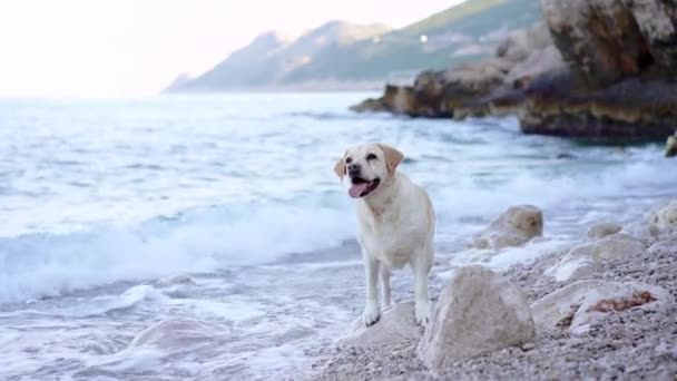 Perro Está Parado Junto Mar Fawn Labrador Retriever Naturaleza Viajar — Vídeo de stock