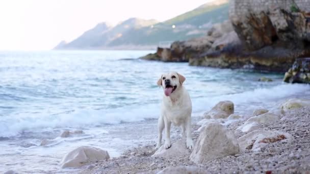 犬は海のそばに立っている 自然界のラブラドール レトリーバー ペットとの旅行と休暇 — ストック動画
