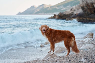 Köpek denizin kıyısında duruyor. Nova Scotia ördeği mavi suda av köpeği çalıyor.