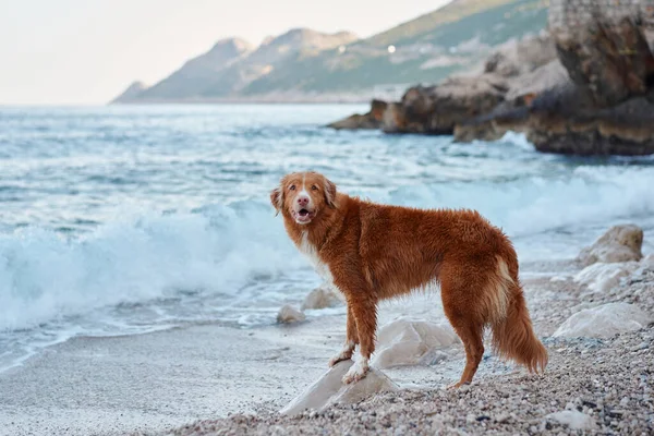 Perro Está Parado Junto Mar Nova Scotia Pato Peaje Recuperador — Foto de Stock