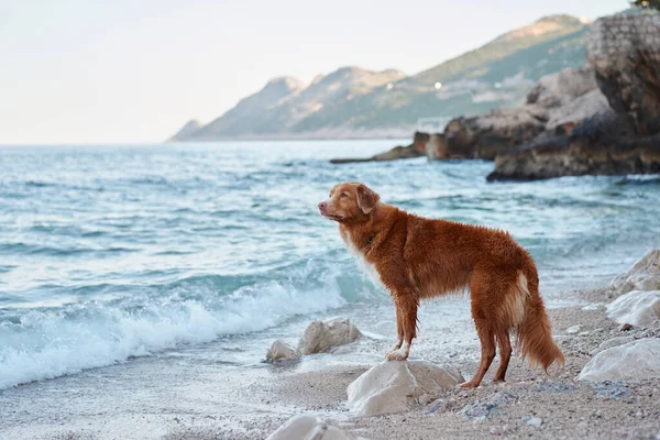 Perro Está Parado Junto Mar Nova Scotia Pato Peaje Recuperador — Foto de Stock