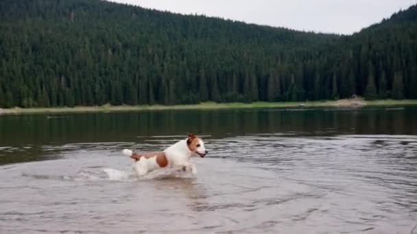 Cane Salta Sull Acqua Attivo Divertente Jack Russell Terrier Sul — Video Stock