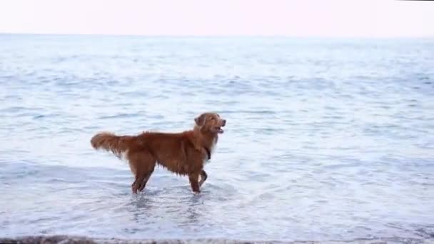 犬は海のそばに立っている ノバスコシアアヒルのブルーウォーターで検索エンジン — ストック動画
