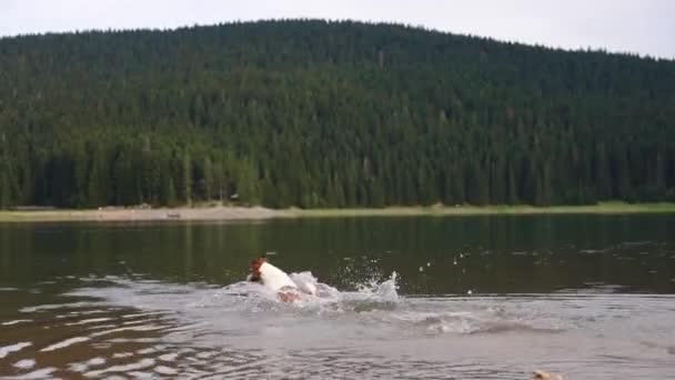 Pes Vyskočí Vodu Aktivní Zábavný Jack Russell Teriér Jezeře — Stock video