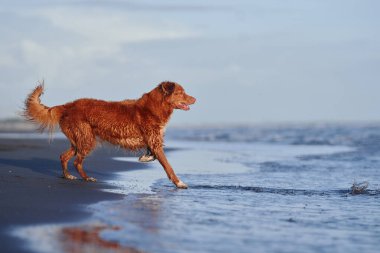 Kırmızı köpek sahil boyunca koşar. Nova Scotia ördeği denizde av köpeği çalıyor.