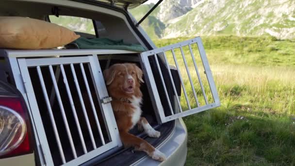 Pies Pudle Samochodzie Klatce Podróżowanie Zwierzętami Domowymi Nova Scotia Kaczka — Wideo stockowe