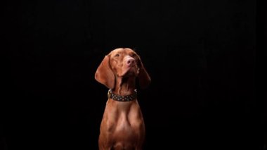 Siyah arka planda bir köpek. Stüdyodaki Macar Vizsla 'sı. Güzel yakalı bir evcil hayvan