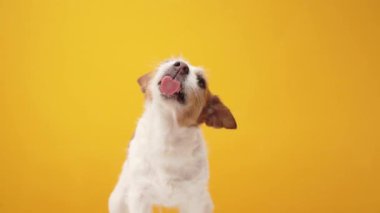 Köpek yalıyor. Sarı arka planda komik Jack Russell Terrier. Mutlu hayvan