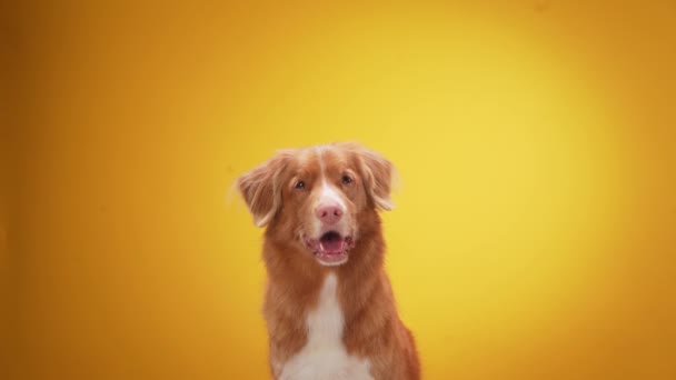 Czerwony Pies Żółtym Tle Nova Scotia Kaczka Tolling Retriever Pozowanie — Wideo stockowe