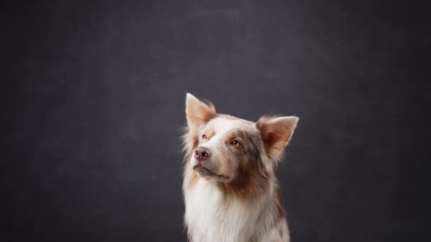 犬は暗い背景に手を振った スタジオの大理石のボーダーコリー クローズアップ — ストック動画