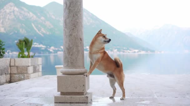 Perro Terraplén Mar Las Montañas Shiba Inu Cerca Del Agua — Vídeos de Stock