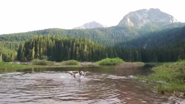 Cão Salta Sobre Água Ativo Engraçado Jack Russell Terrier Lago — Vídeo de Stock