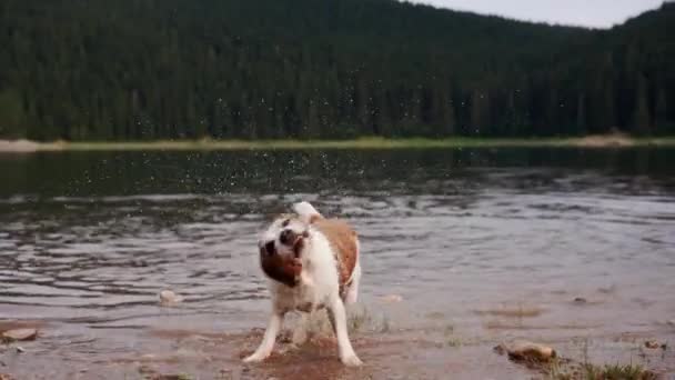 Hunden Hoppar Vattnet Aktiv Och Rolig Jack Russell Terrier Sjön — Stockvideo