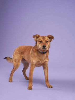 Leylak arka planında güzel kırmızı bir köpeğin portresi. Türlerin karışımı. Mutlu Pet stüdyoda