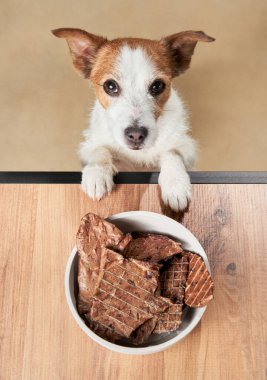 Evcil hayvan beslenmesi. Köpek şekerleme kasesine bakar. Komik Jack Russell Terrier evde. 
