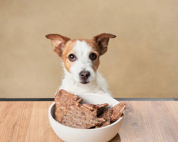 Evcil hayvan beslenmesi. Köpek şekerleme kasesine bakar. Komik Jack Russell Terrier evde. 