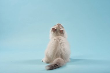 Arkası mavi bir arka planda oturan kedi. Stüdyodaki komik kedi yavrusu. Komik hayvan. Sedigree Sibirya kedisi 