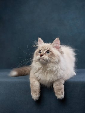 Mavi arka planda bir kedi. Stüdyodaki komik kedi yavrusu. Komik hayvan. Sedigree Sibirya kedisi 