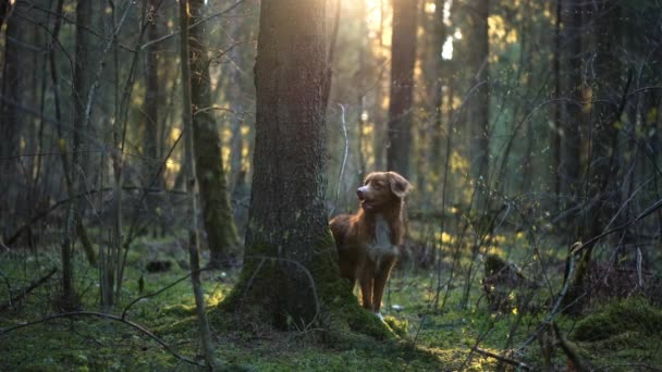 Hond Het Groene Bos Nova Scotia Eend Zwoegen Retriever Natuur — Stockvideo