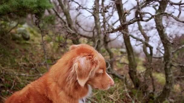Hund Den Gröna Skogen Nova Scotia Anka Tolka Retriever Retriever — Stockvideo