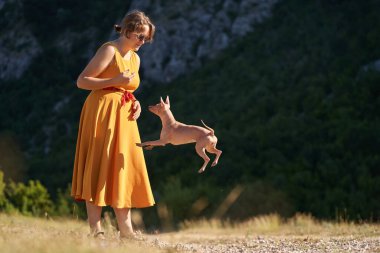 Sarı elbiseli bir kız doğada bir köpekle oynar. Amerikan Kılsız Teriyeri yükseğe zıplıyor. Yürüyüşe çıkmış bir hayvan.